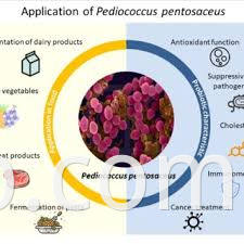 pediococus pentosaceus2